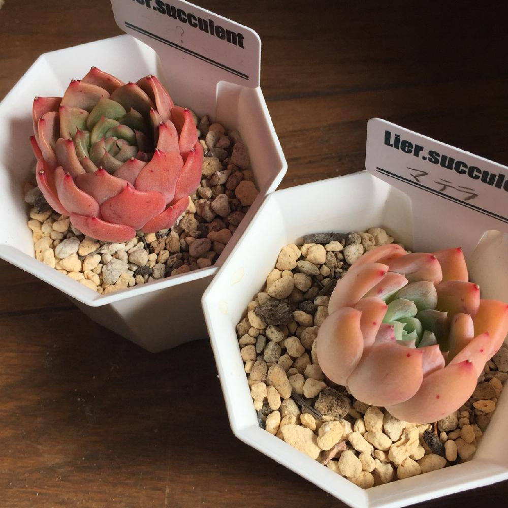 部屋の画像 by けいてぃーさん | 部屋と色で選んだ子と多肉大好きとRilasiaと寄せ植え用と植中毒と茨城タニラーとタニラーと可愛いとGS茨城タニラーの会♥とマテラ_けいてぃー