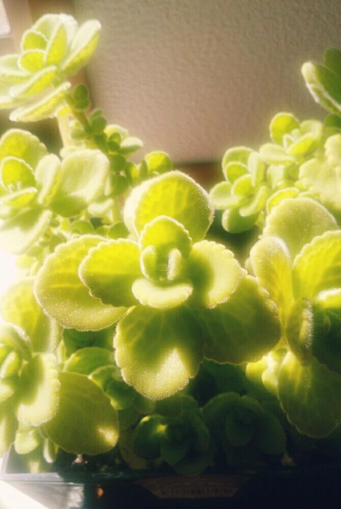 インテリアの画像 by Yuki-kirakiraさん | インテリアと多肉植物とアロマティカス.とGS映えと植中毒と今日のお花とハーブ