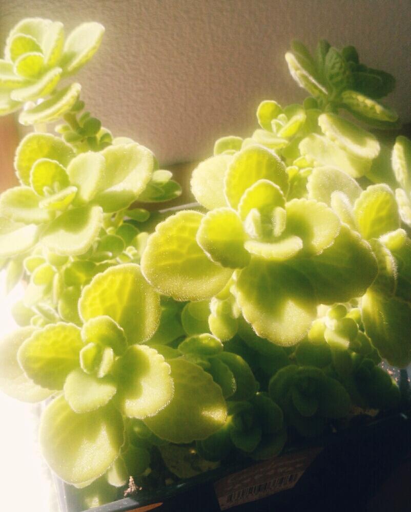 インテリアの画像 by Yuki-kirakiraさん | インテリアと多肉植物とアロマティカス.とGS映えと植中毒とハーブと今日の花とかわいい花