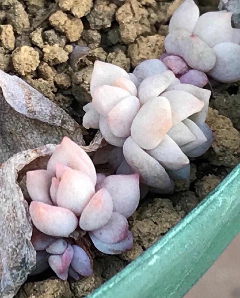 小さな庭の画像 by ニコちゃん大王さん | 小さな庭と白牡丹BABYと多肉植物と我が家の多肉たちとお一人様植えとムチムチ多肉と紅葉する多肉と植中毒と多肉中毒❣️とタニラーとHTC社員と多肉狩りと葉挿し