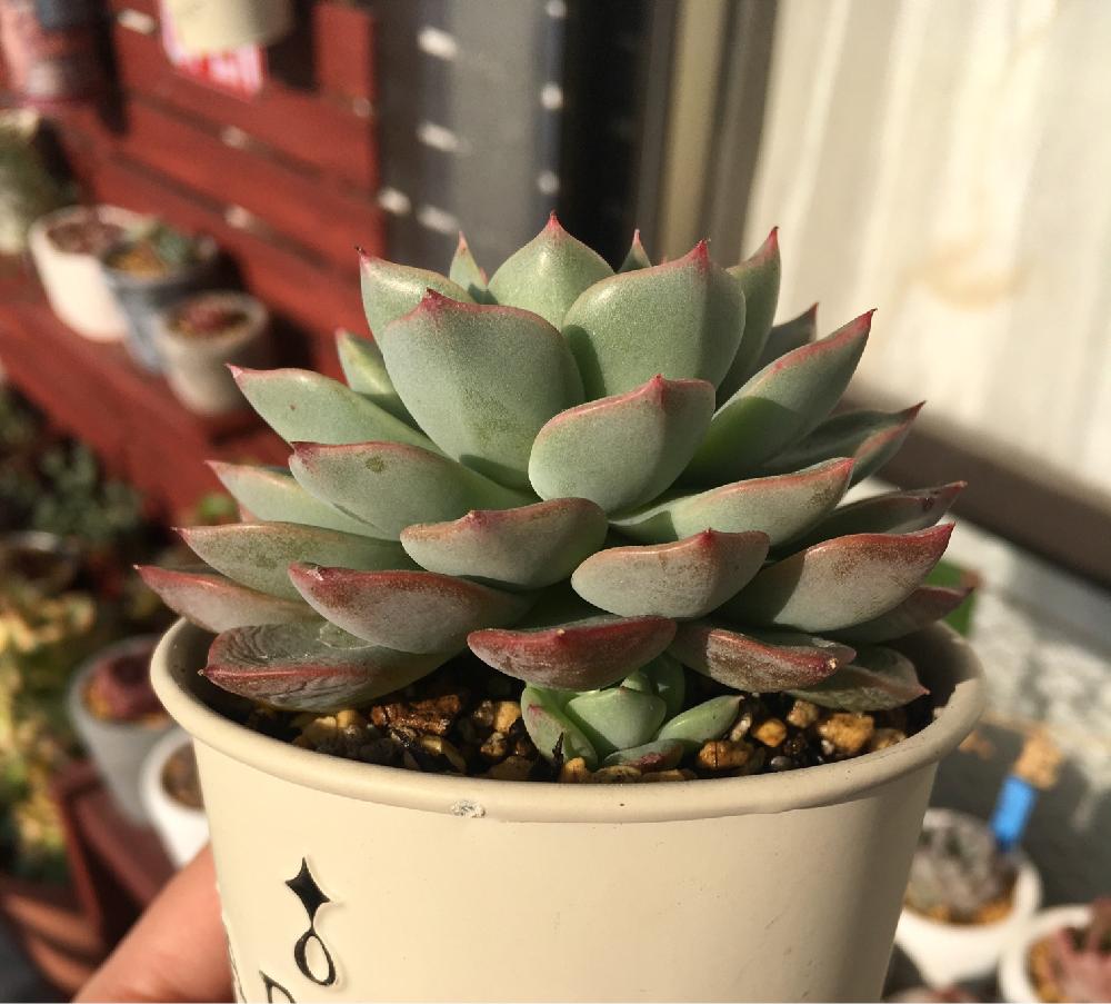バルコニー/ベランダの画像 by chobiさん | バルコニー/ベランダとエケベリア属 ノバジンと多肉大好きと植中毒とタニラーと花のある暮らしとバルコニスト