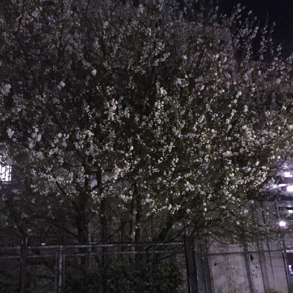 お出かけ先の画像 by 雪ダルマさん | お出かけ先とサクラと植中毒とさくら 桜 サクラとはるが来た!と咲いてますよ。と花のある暮らしとお花とかわいいな♡