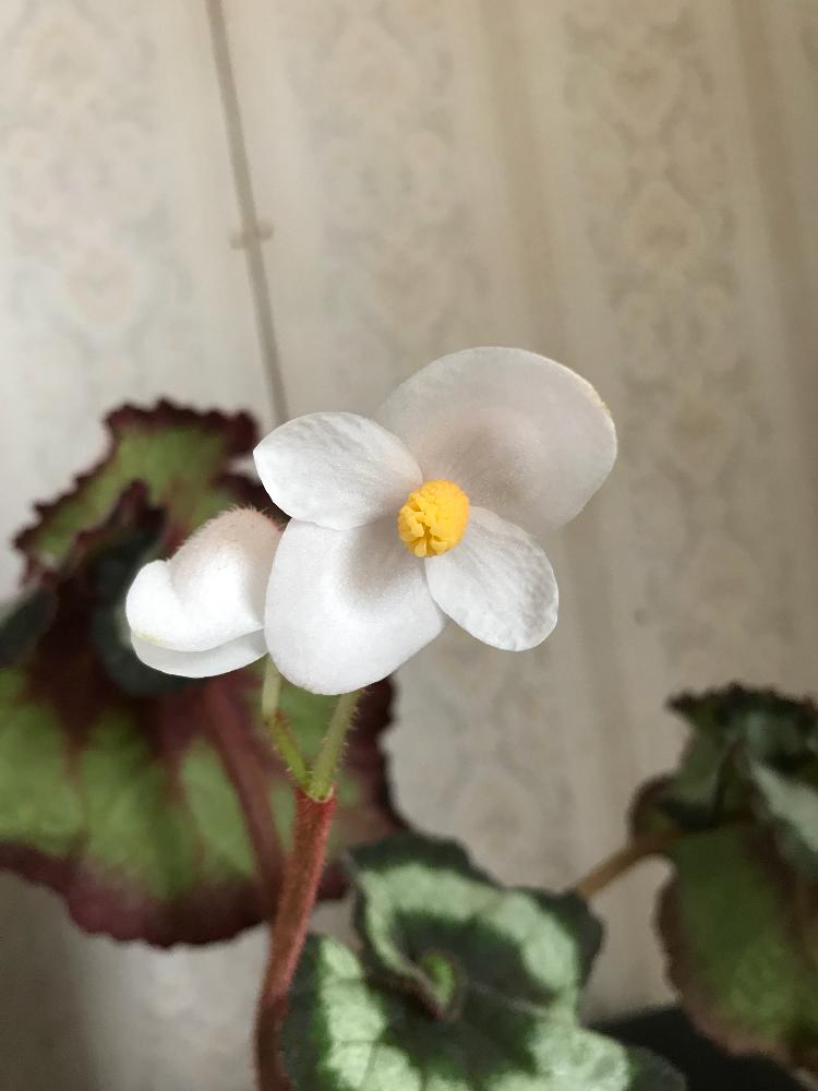 部屋の画像 by meiyueさん | 部屋とレックスベコニアとレックス ベゴニア エスカルゴと植中毒と個性的とレックス・ベゴニアと葉物好き