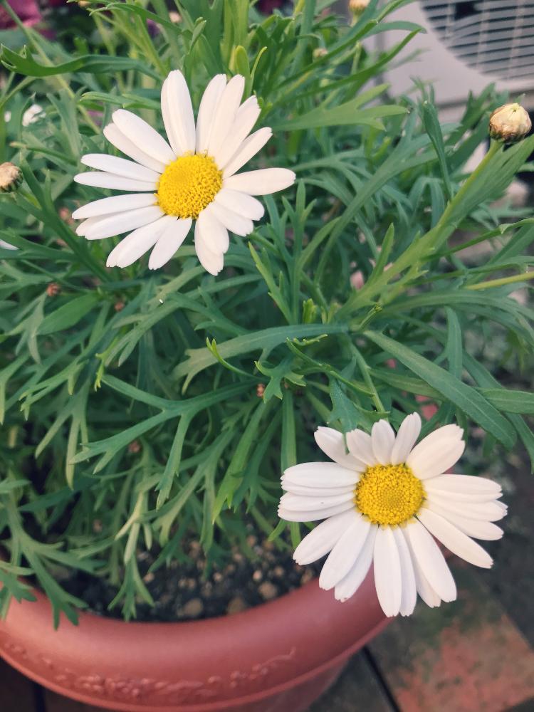小さな庭の画像 by ♪ゆみさん | 小さな庭ときれいなお花と花のある暮らしと頂いた植物とマーガレット☆