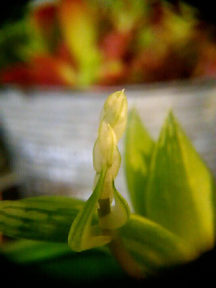インテリアの画像 by Healinggreenさん | インテリアとハオルチア シンビフォルミスと花芽と多肉植物と開花と植物のある暮らしと植物のあるリビングと花のある暮らし