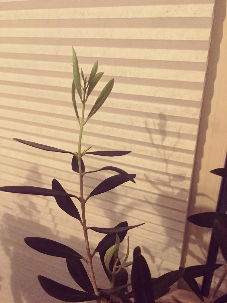 窓辺の画像 by ayumiさん | 窓辺とオリーブの木と窓辺の植物たちとわが家の観葉植物❢とオリーブの樹と我が家の植物 スペースと出た!新芽♡