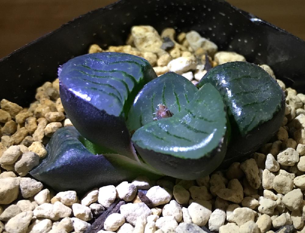 窓辺の画像 by GREENROSEさん | 窓辺と多肉植物とサボテン科とハオルチア属と園芸店とGS映えと植中毒とタニラーとガーデニングと花のある暮らしとかわいいな♡とアウトドアリビングと多肉初心者とバルコニスト