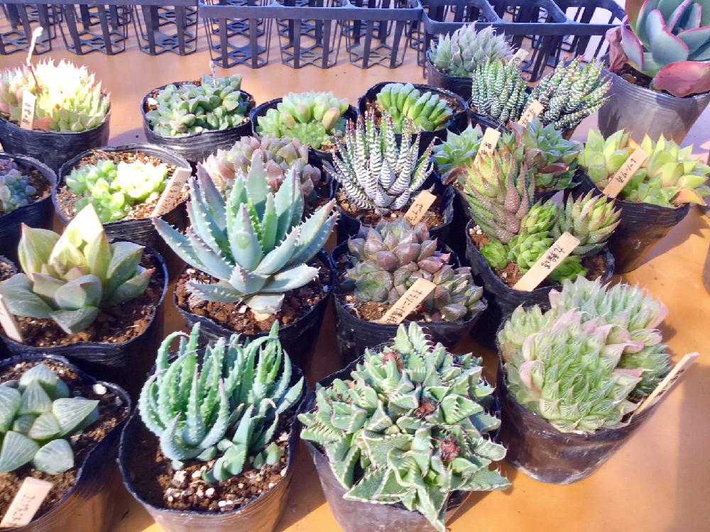 バルコニー/ベランダの画像 by 多肉植物専門店ビスタさん | バルコニー/ベランダと多肉植物と多肉男子と月間優良ショップと観葉植物と通販専門店とハオルチア属とお誘いとGS映えと多肉女子とタニラーとガーデニングと花のある暮らしと楽天とアウトドアリビングと埼玉県深谷市とバルコニスト