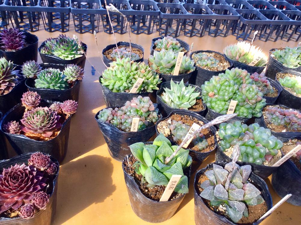 バルコニー/ベランダの画像 by 多肉植物専門店ビスタさん | バルコニー/ベランダと多肉植物と多肉男子と月間優良ショップと観葉植物と通販専門店とお誘いとGS映えと多肉女子とタニラーとガーデニングと花のある暮らしと楽天とアウトドアリビングと埼玉県深谷市とバルコニスト