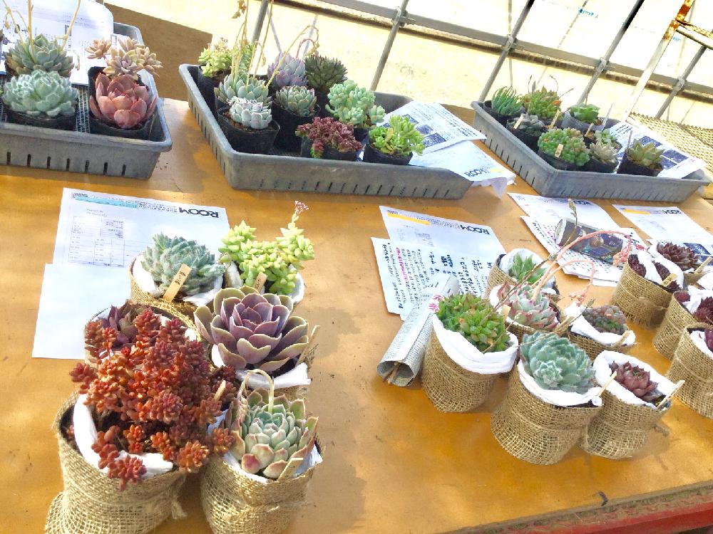 バルコニー/ベランダの画像 by 多肉植物専門店ビスタさん | バルコニー/ベランダと多肉植物と多肉男子と月間優良ショップと観葉植物と通販専門店とGS映えと多肉女子とタニラーとガーデニングと花のある暮らしと楽天とアウトドアリビングと埼玉県深谷市とバルコニスト