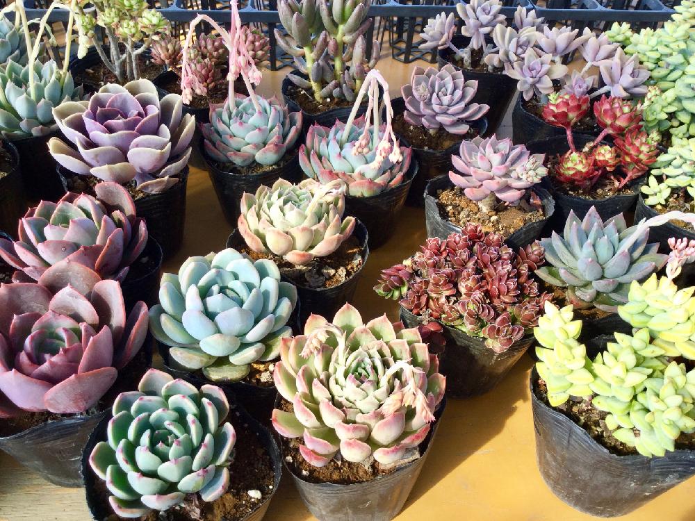 バルコニー/ベランダの画像 by 多肉植物専門店ビスタさん | バルコニー/ベランダと多肉植物と多肉男子と月間優良ショップと観葉植物と通販専門店とGS映えとエケベリア女子とエケベリア属と多肉女子とタニラーとガーデニングと花のある暮らしと楽天とアウトドアリビングと埼玉県深谷市とバルコニスト