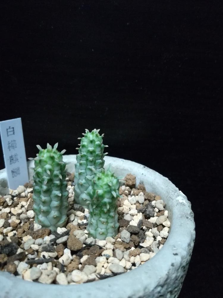 部屋の画像 by ひつじさん | 部屋と白樺キリンと今日の一枚と観葉植物と多肉植物と新入りさん