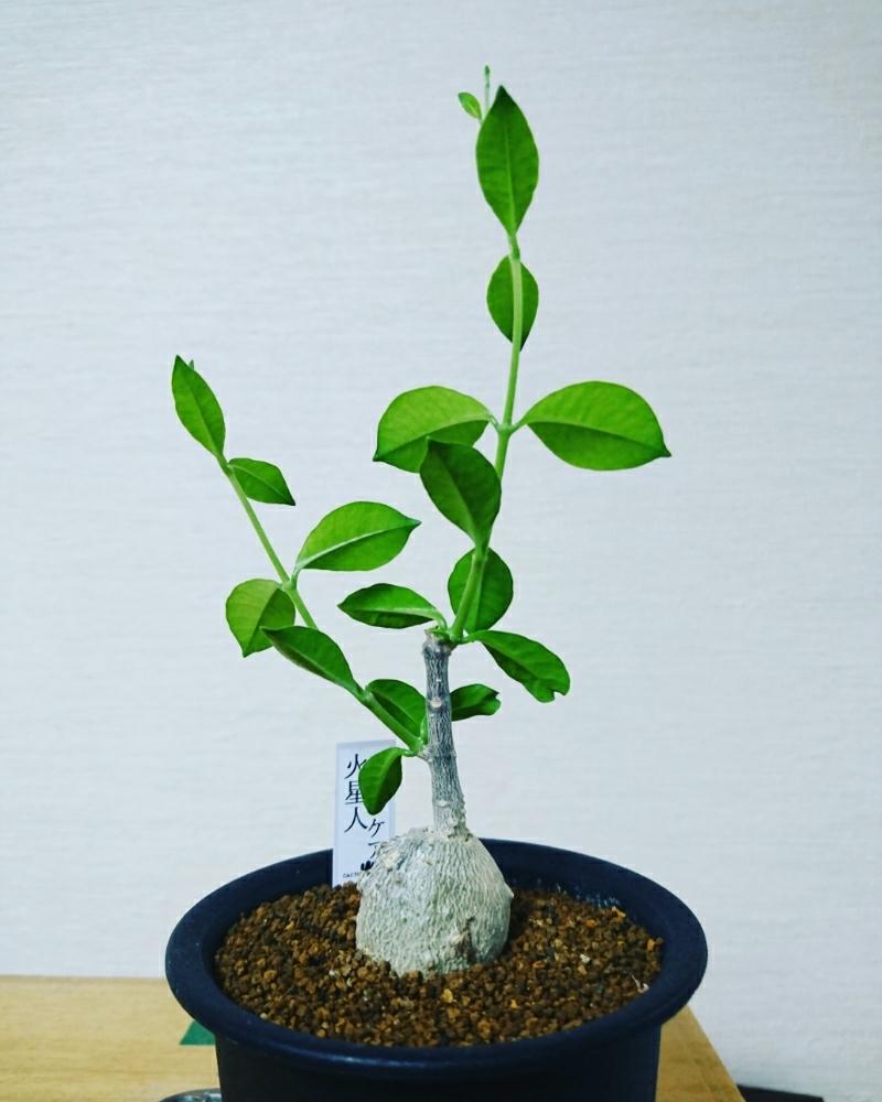 部屋の画像 by TA29SABO10さん | 部屋と火星人と多肉植物とコーデックスと植中毒と太陽光Ledと多肉バカにつける薬はないとタニラーと火星人 フォッケア