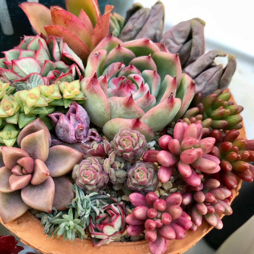 小さな庭の画像 by いち.ichiさん | 小さな庭と紅葉(こうよう)と多肉植物と多肉寄せ植えと水遣り記録