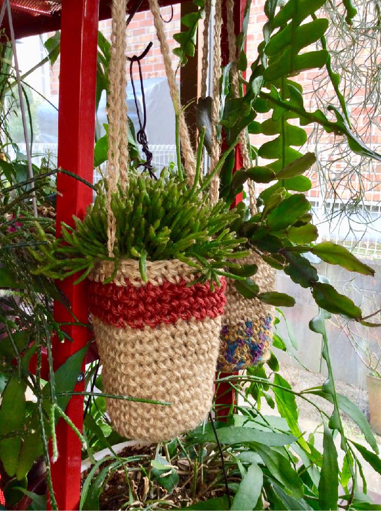 部屋の画像 by 8787さん | 部屋と多肉植物と観葉植物と植中毒とリプサリス属と麻紐編みと吊るす!