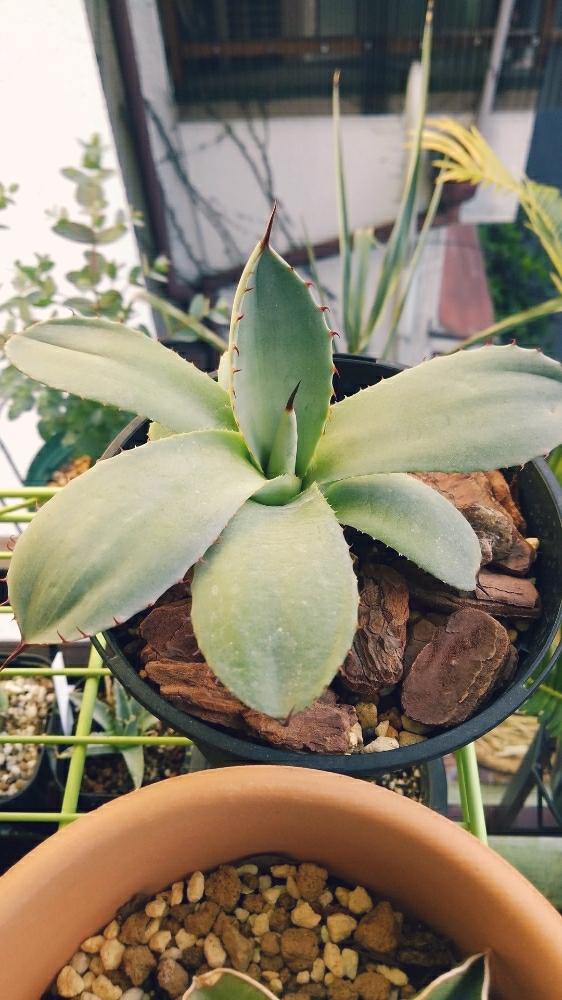 バルコニー/ベランダの画像 by ねんせいさん | バルコニー/ベランダとAgave parryi var.truncataとアガベと多肉植物と植中毒と多肉初心者とアガベ属とバルコニスト