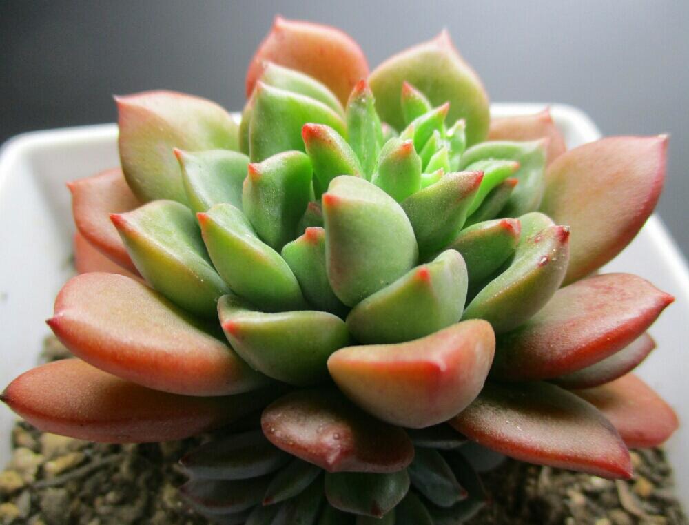棚の画像 by tanikuharuさん | 棚と多肉中毒と多肉植物と観葉植物とタニパトと我が家の多肉と植中毒と今日の一枚と成長記録と多肉初心者