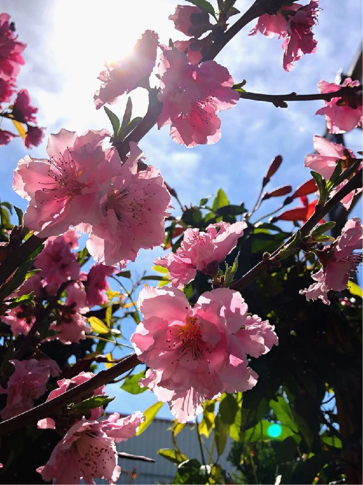 お出かけ先の画像 by LittleDarlingさん | お出かけ先とネクタリンの花とズバイモモとアメリカ テキサスと家庭菜園と果樹とマイガーデンとナチュラルガーデンと春が来た❣️と植中毒と今日のお花と家でお花見とガーデニングと花のある暮らしと咲いた!