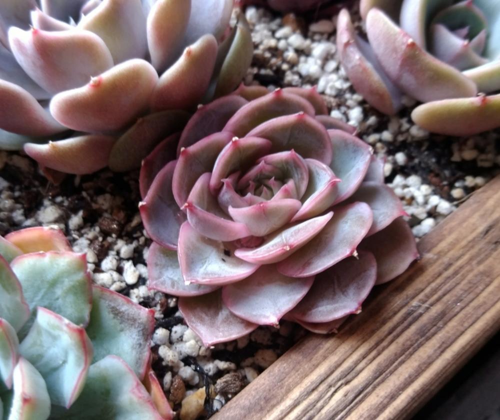 棚の画像 by daasamaさん | 棚と多肉植物とリエール苗と頂き多肉とオウンスロー♡と紅葉多肉とウッドプランターと多肉棚と成長多肉