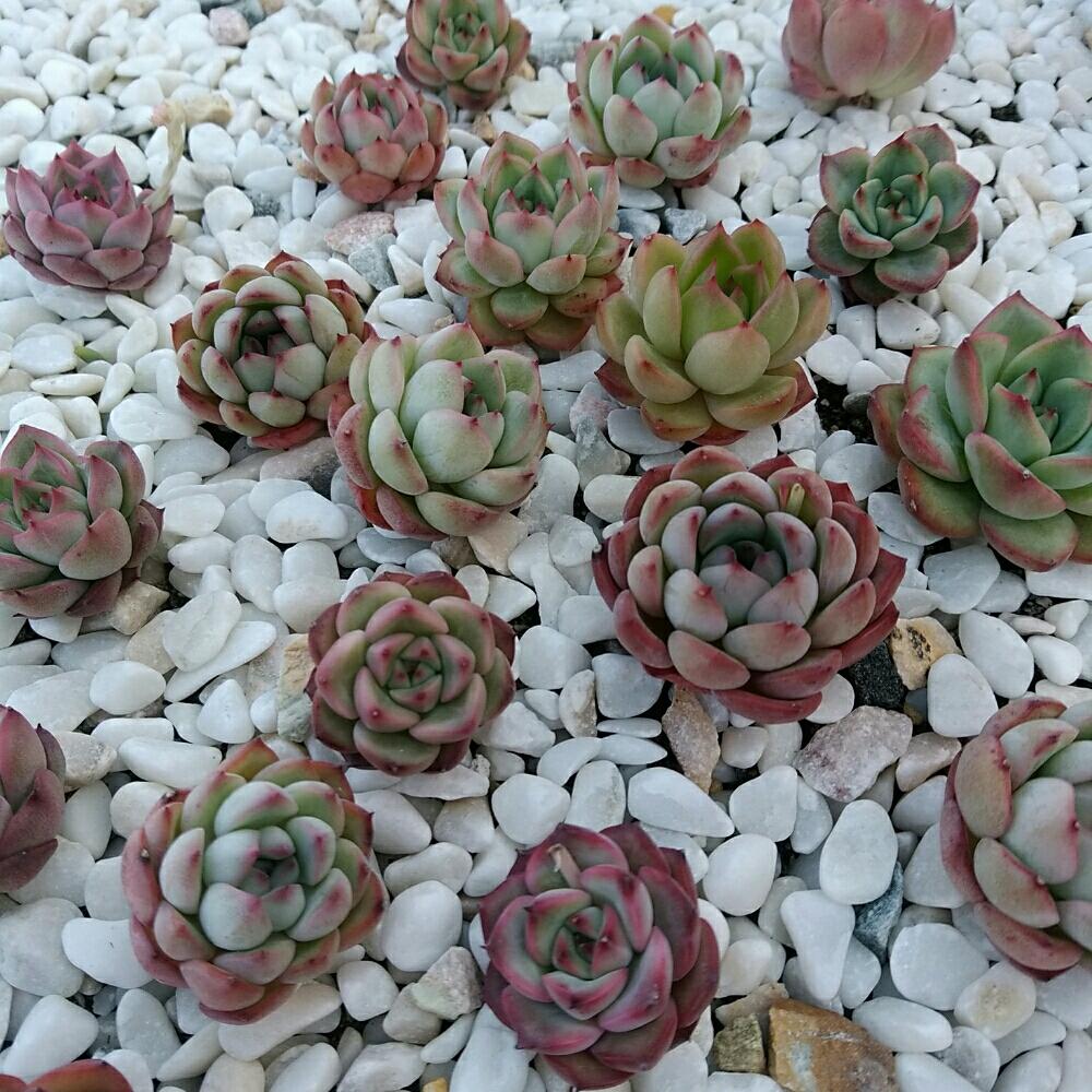 畑の画像 by bizarrefarmさん | 畑とGardenと植物のある暮らしと韓国苗販売とbizarrefarmとビザールファームとbotanicalと植物とbizarreとplantsとはなよしとさいたまと韓国苗とgreenと花歌農場といちごの里よしみとnogreennolifeとグリーンとsucculent
