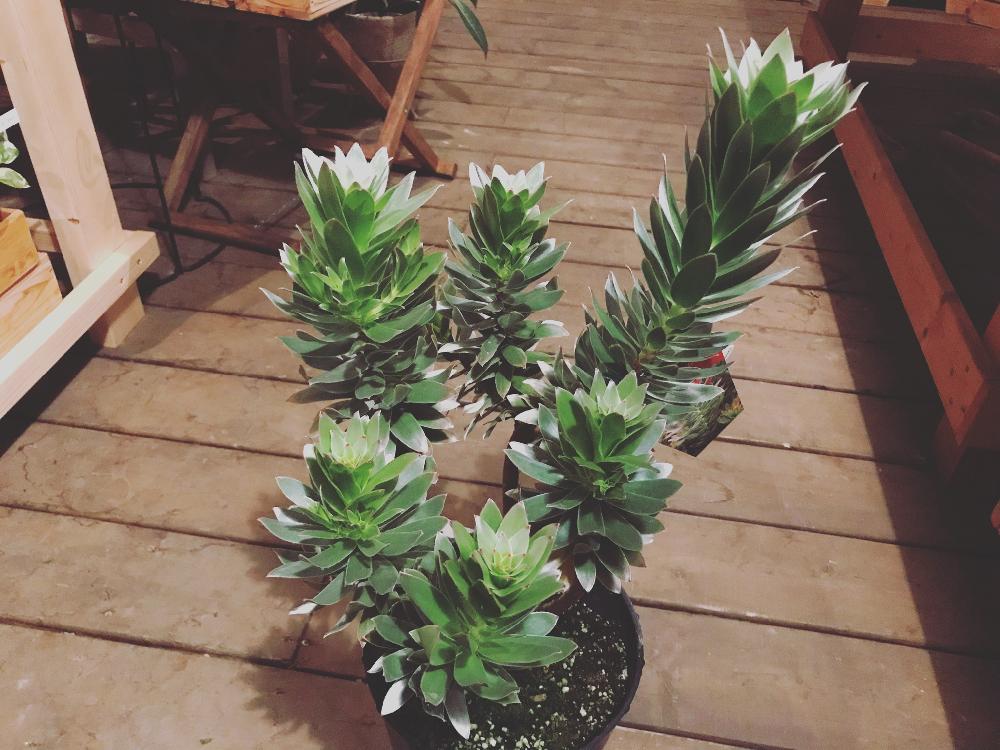 バルコニー/ベランダの画像 by Flower Villageさん | バルコニー/ベランダと多肉植物と観葉植物と園芸店とユーカリの木とプロテア属とお誘いとGS映えと鷺沼とアカシアミモザとヤマモガシ科と植中毒とミメティスクラッカージャックシルバーとバンクシア☆とミメティスと花のある暮らしとオージープランツと農園と リューカデンドロン*とお花屋さんとバルコニストとプロテア 販売