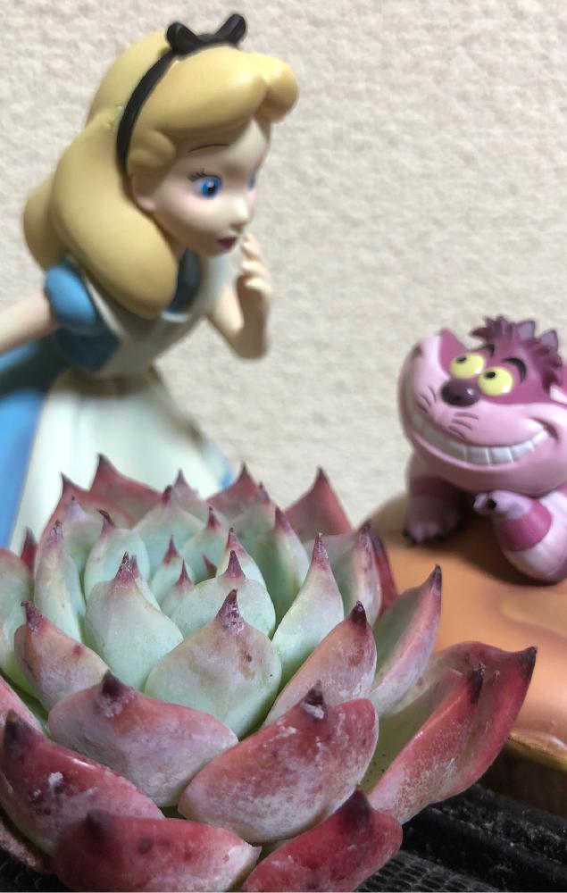窓辺の画像 by でぢゃぶぅさん | 窓辺と人生、山あり多肉あり♡と団子より花でしょ〜とシモヤマコロラータと多肉貧乏と植中毒とタニラーと多肉フェチ❤︎と花のある暮らし