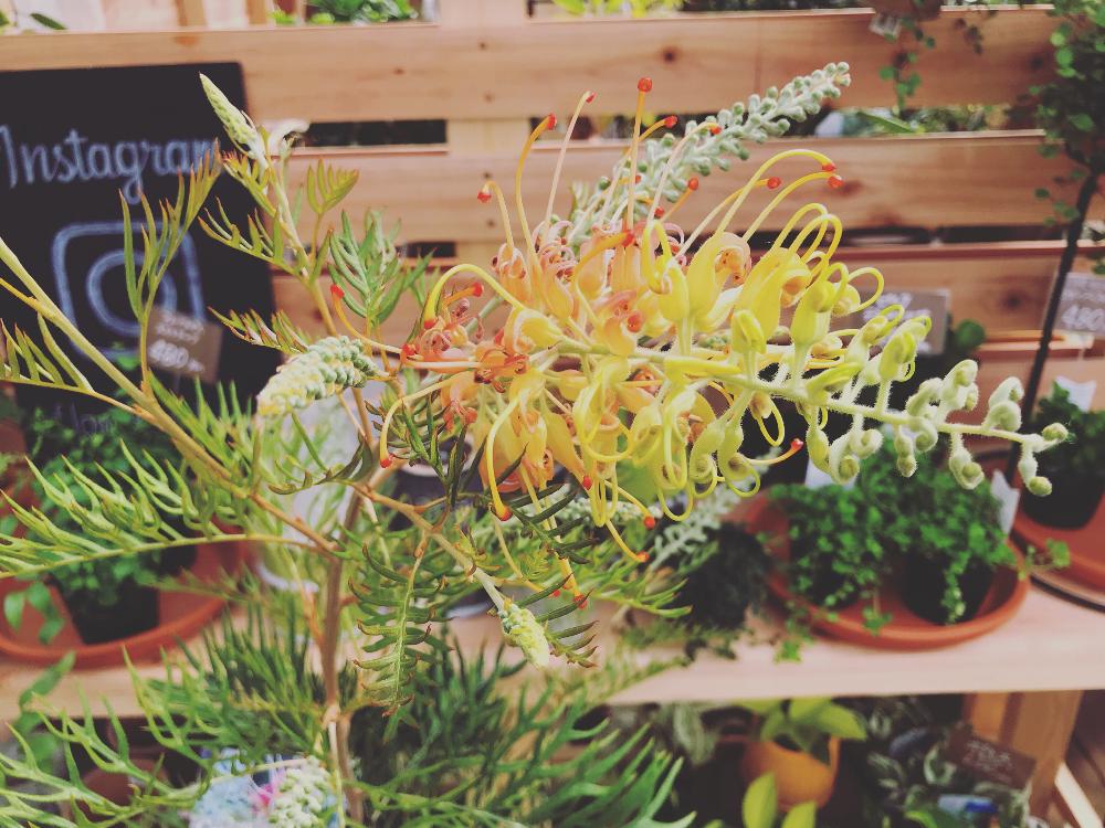 バルコニー/ベランダの画像 by Flower Villageさん | バルコニー/ベランダと多肉植物と観葉植物と園芸店とユーカリの木とプロテア属とお誘いとGS映えと鷺沼とヤマモガシ科と植中毒とグレビレアピーチアンドクリームとミメティスと花のある暮らしとオージープランツと農園と リューカデンドロン*とお花屋さんと グレビレアとプロテア 販売
