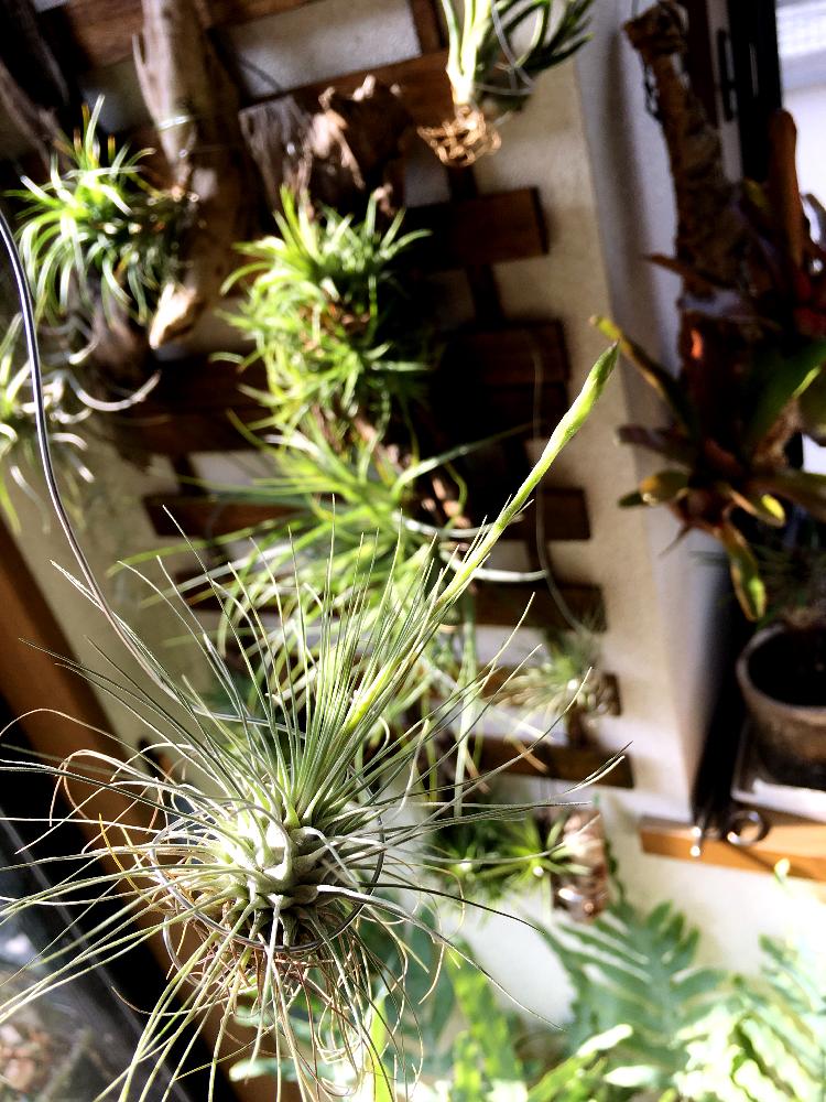 部屋の画像 by ひろさん | 部屋とフクシー・グラシリスと植中毒と今日の一枚とボタニカルと花のある暮らし