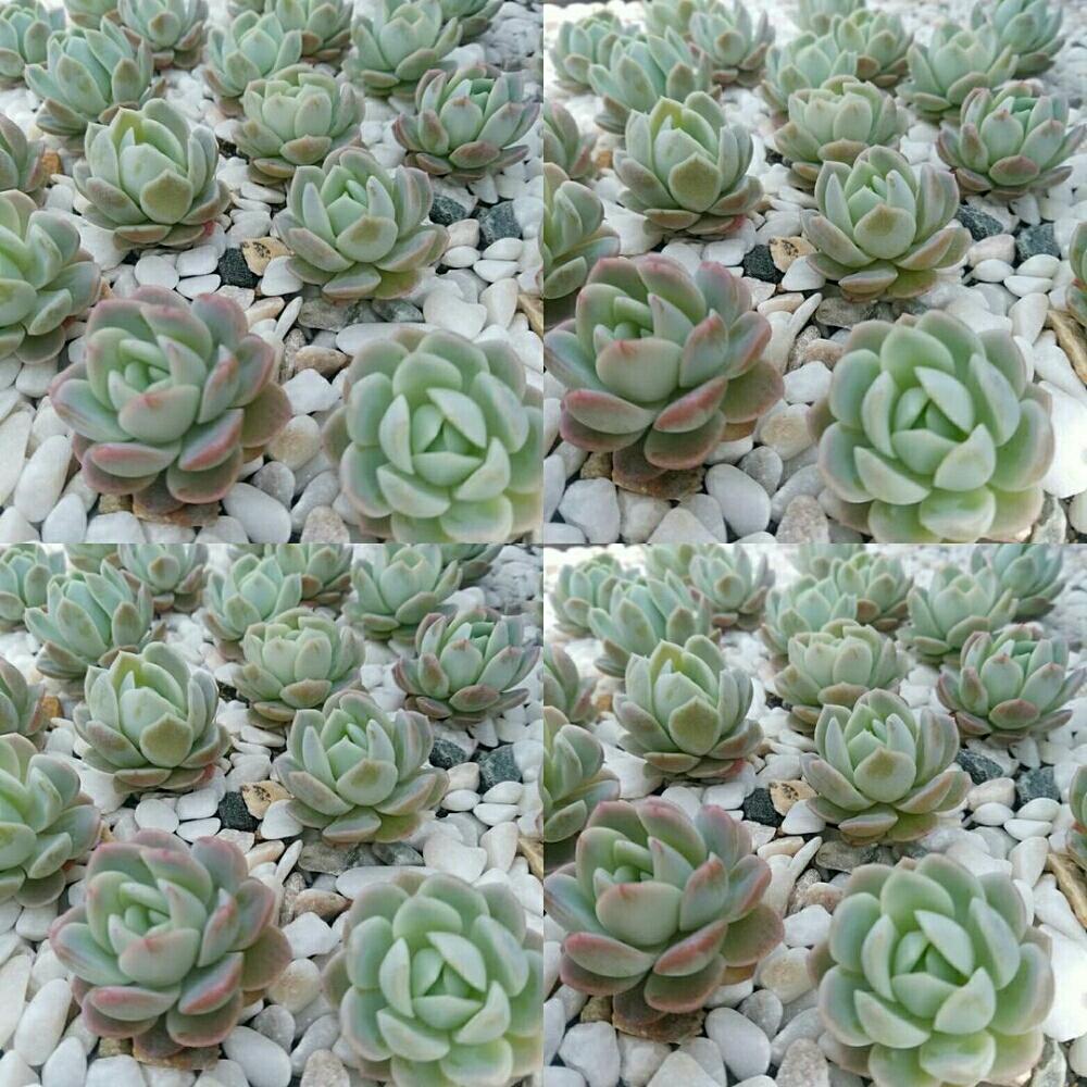 畑の画像 by bizarrefarmさん | 畑とプランツと多肉植物とbizarrefarmspringfesとGreenMarcheとGardenと植物のある暮らしと韓国苗販売と極美多肉とマルシェとgreenMarche横浜2018とbizarrefarmと花歌農場埼玉正規取扱店とビザールファームとbotanicalと植物とbizarreと山下公園とさいたまと韓国苗とガーデンネックレス横浜2018と花歌農場といちごの里よしみとnogreennolifeとお祭り広場とグリーンとsucculent