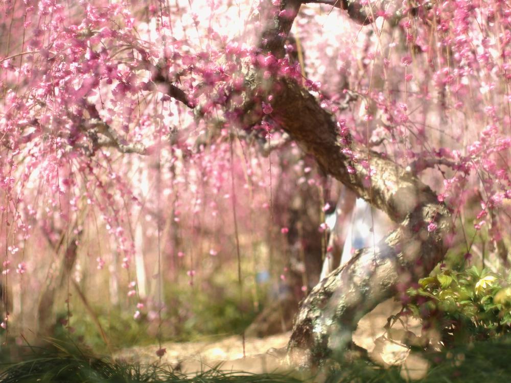 お出かけ先の画像 by Je suis…さん | お出かけ先とウメとしだれ梅とamour.と好きな色とお気に入りといとおしい植物の表情フォトコンとJe suis… ,verte.と植中毒と好き♡とTrès bien!
