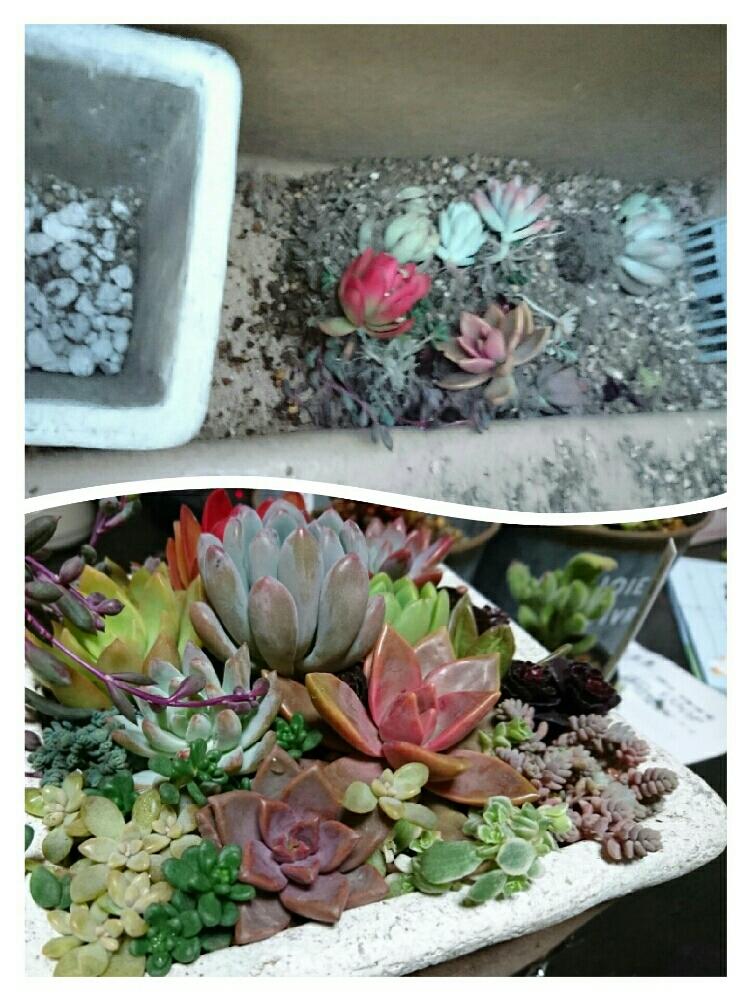 バルコニー/ベランダの画像 by さちべさん | バルコニー/ベランダと大好きな植物と突風のばか野郎とこころ☆と植中毒と花のある暮らしと多肉寄せ植え