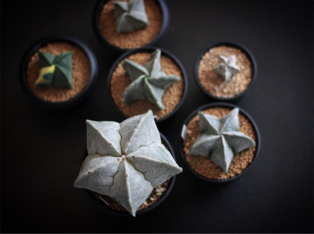 インテリアの画像 by jillさん | インテリアとAstrophytum myriostigmaと鸞鳳玉とランポー玉と四角鸞鳳玉と四角ランポーと恩塚ランポーと恩塚鸞鳳玉と鸞鳳玉ストロンギロゴナムとストロンギロゴナムと山川ストロンギと山川ストロンギロゴナムとアストロフィツム・ランポー玉と碧瑠璃鸞鳳玉とヘキラン錦と碧瑠璃鸞鳳玉錦とサボテンとcactusとじるのサボテンと植え替えシーズン到来!といとおしい植物の表情フォトコンとアストロフィツムとAstrophytumとGS映えとサボテン ランポー玉とアストロフィツム属と白いサボテンと白ランポーと珍奇植物とビザールプランツ