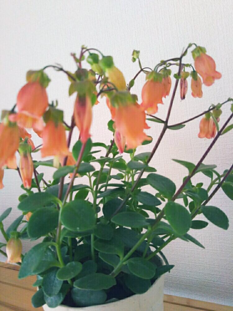 窓辺の画像 by ryu-kei★mamaさん | 窓辺とカランコエ テッサとニューフェイスとお気に入り♡とGS映えと成長中と植中毒とタニラーと花のある暮らしとアウトドアリビングとバルコニスト