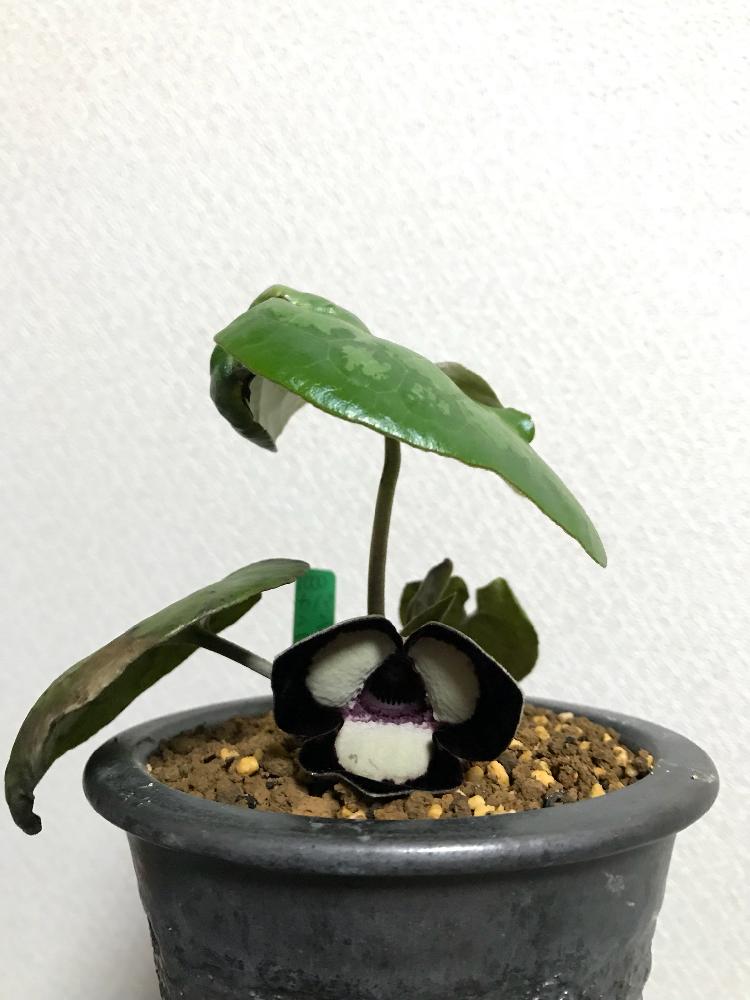 小さな庭の画像 by いろはさん | 小さな庭と山野草と日陰の植物とAsarum maximumと植中毒とウマノスズクサ科と古典植物と古典園芸植物と中国原産とカンアオイ類