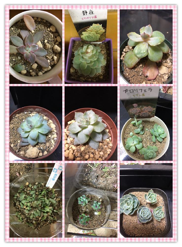 部屋の画像 by ToniyMamaさん | 部屋と多肉植物とタニパトと多肉中毒❤️とおひとり様♡と我が家の多肉スペースと植中毒と絶賛増殖中❗️とエケベリア属と新潟市と多肉女子とタニラーと癒し…♡と永遠の初心者とすくすく育ってね♡とsucculentとバルコニスト