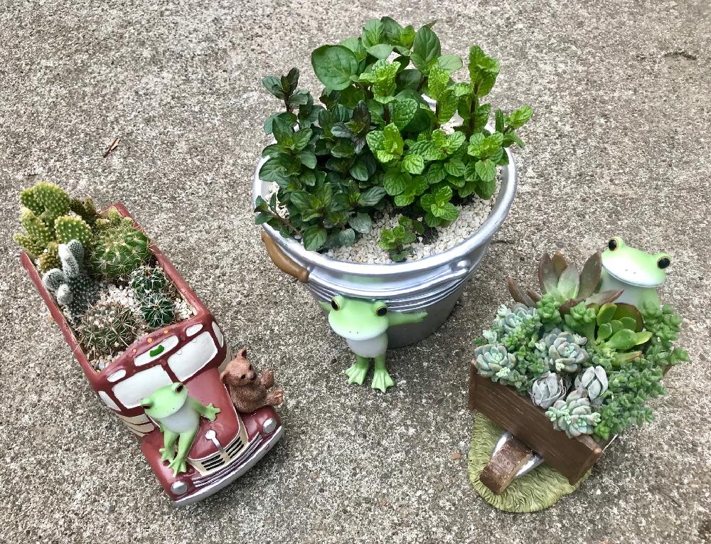 小さな庭の画像 by Nontanさん | 小さな庭と多肉植物とペパーミント、スペアミント、レモンタイムとカエルくんとコポーとスペアミント、ペパーミント、オレンジミントとコポタロウとハーブとミニミニサボテン