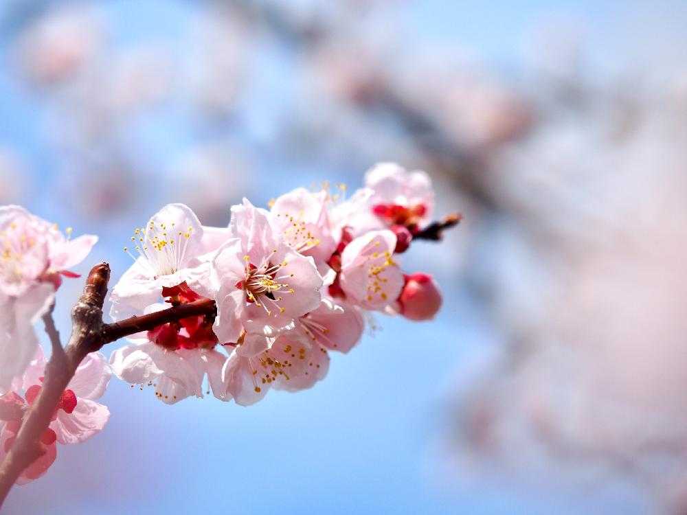 お出かけ先の画像 by Tenさん | お出かけ先とブンゴウメと豊後梅と2018梅の花と植物のある暮らしとファインダー越しの私の世界と梅林とお写んぽとおさんぽとGS映えとED 60mm F2.8 MacroとアートなTen写と花のある暮らしと長岡天満宮とお散歩と長岡公園梅園