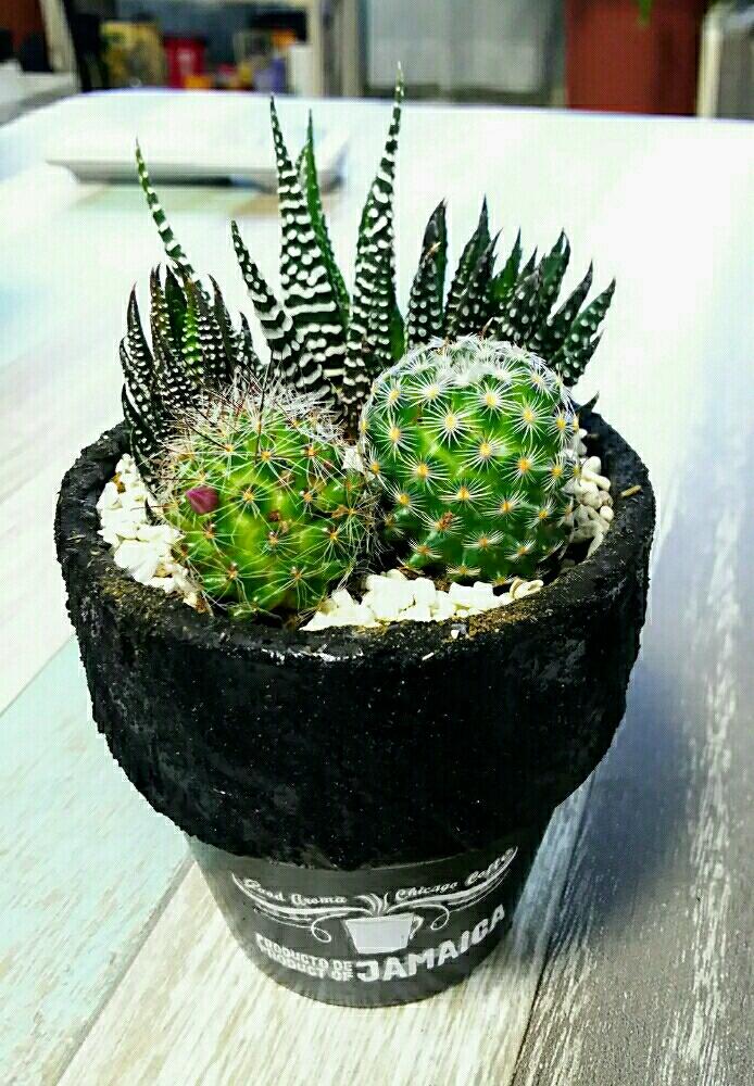 お出かけ先の画像 by yu♪さん | お出かけ先とハオルシア寄せ植えと硬葉系ハオルシアとゼブラ ハオルシアと冬の星座♡とリメ鉢とサボテンの寄せ植えと伊豆シャボテン公園とリメ缶・リメ鉢と 十二の巻とハオルチア 星の林。