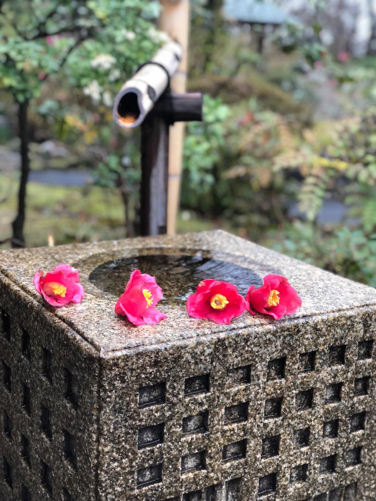 お出かけ先の画像 by 椚さん | お出かけ先と花のある生活と花のある暮らしと椿の花がといとおしい植物の表情フォトコン