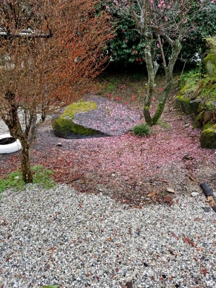 広い庭の画像 by あららさん | 広い庭とゆるっと苔愛好会と癒しの処方箋とウメの花と植中毒と恥ずかしい庭と目の保養と花のある暮らしと椿 ツバキと犬の散歩中と彼岸花の葉❗と古タイヤリメイク
