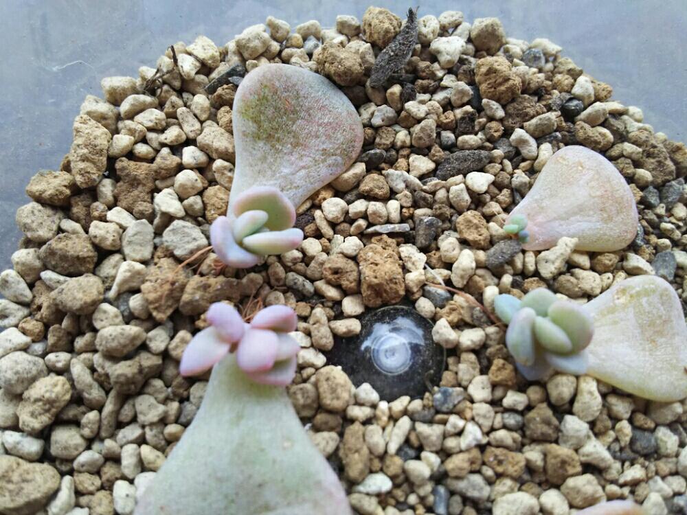 バルコニー/ベランダの画像 by Succulent so cute ♥さん | バルコニー/ベランダとノーマの葉挿しと多肉植物とスマホ撮影とGS Lifeとボタニカルライフとお気に入り♡とso cute garden ♥と多肉葉挿し芽と葉っぱのある暮らしと葉っぱとチーム大阪とGS映えとグラプトベリア属と多肉植物のある暮らしとno green no lifeとenjoy botanical life ♥とおきにいりとsucculent so cute ♥とGS影響と春の多肉ちゃんときれい~✴とチームグリーンとガーデニングと多肉生活とgreenとかわいいとベンケイソウ科とかわいいな♡とSucculent Lifeと加工なしとGS萌え~✴とenjoy succulent life ♥と多肉初心者と多肉コレクション♥とsucculent plantsとcute ♥ ノーマの葉挿し芽と葉っぱlove♥とGSタイムとおきにいり~✴とsucculentとsucculent love ♥