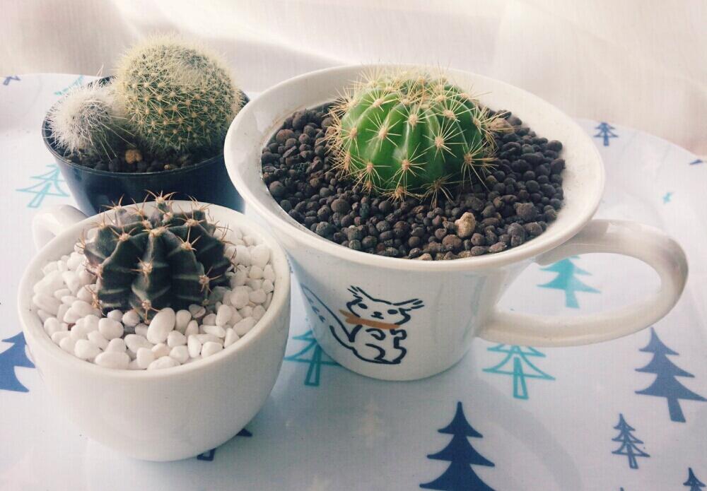 窓辺の画像 by sayannさん | 窓辺と黄雪晃と牡丹玉とキンセイマルと植中毒と植物記録と初心者とサボテン科