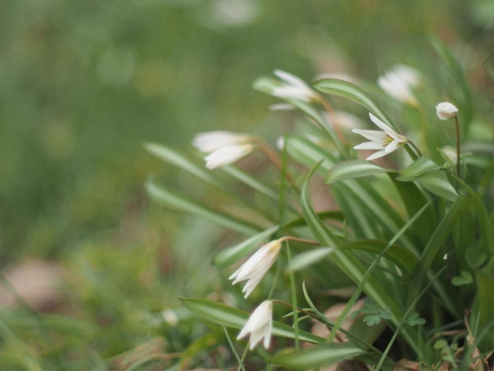 お出かけ先の画像 by Je suis…さん | お出かけ先とヒロハノアマナと広葉の甘菜とAmana erythronioidesと愛知とamour.と豊橋と好きな色とお気に入りといとおしい植物の表情フォトコンとJe suis… ,verte.と植中毒と好き♡とTrès bien!と『可憐な山野草』コンテスト