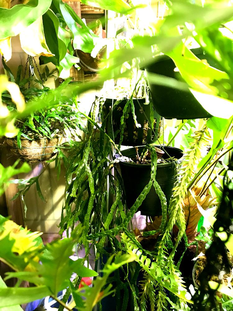 部屋の画像 by ナツさん | 部屋とHuperzia nummlarifoliaとYouは植と植中毒と活着とシダ植物と葉脈フェチと秘密基地と熱帯植物とフペルジア属とフペルジア ヌンムラリフォリアと胞子葉と植物のある暮らしとボタニカルライフとウラボシ科とドリナリア属と今日の一枚とドリナリア普及委員会と珍奇植物とビザールプランツとインテリアグリーンと『ハンギングバスケット』コンテスト2018