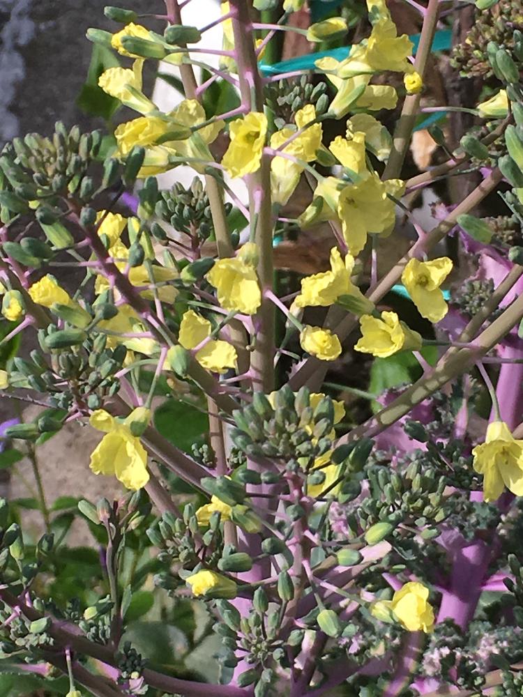 お出かけ先の画像 by Mr. マーさん | お出かけ先と葉牡丹の花と黄色いお花大好き協会とiPhone6sとプランター