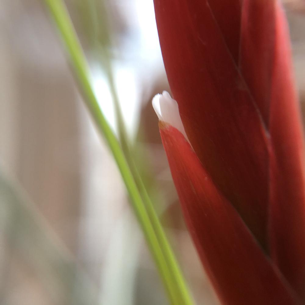 部屋の画像 by nyackさん | 部屋とチランジア カウレッセンスとエアープランツ/チランジアとTillandsia.とT.caulescensと花芽