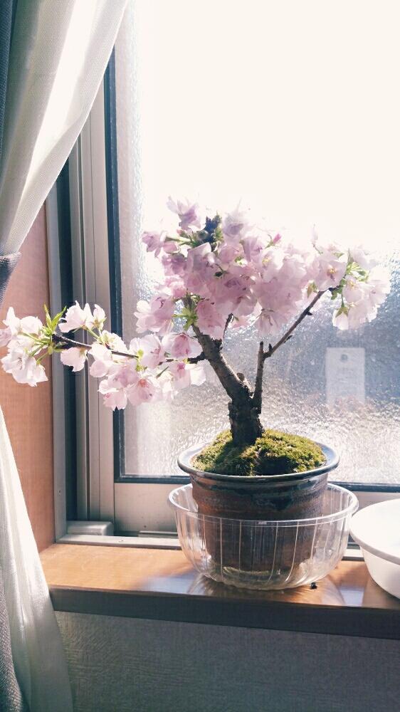窓辺の画像 by 彩奈さん | 窓辺とサクラと一才桜と旭山桜とみどりのある暮らしと観葉植物と苔 (コケ)とわが家の観葉植物❢とGS映えとno green no lifeと『2018桜』コンテストと植中毒と桜盆栽とミニ盆栽と花のある暮らしと盆栽とバルコニスト