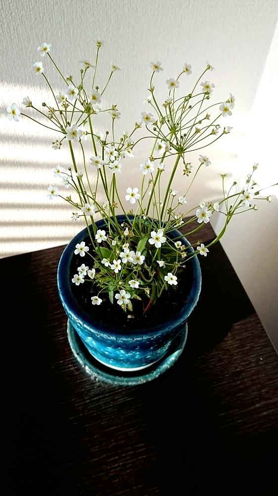 部屋の画像 by 涼花さん | 部屋とアンドロサセ スターダストと植中毒と集植活動と花を愛でると春ですね♪と白いお花と花のある暮らしと小さな花