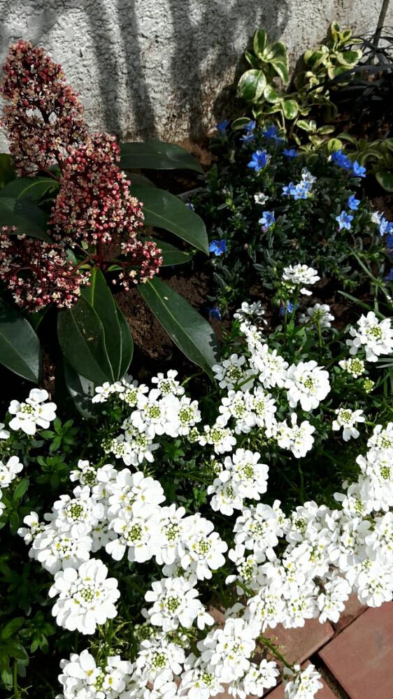 アプローチの画像 by シャンティさん | アプローチと親戚の家と花のある暮らしと花壇作り
