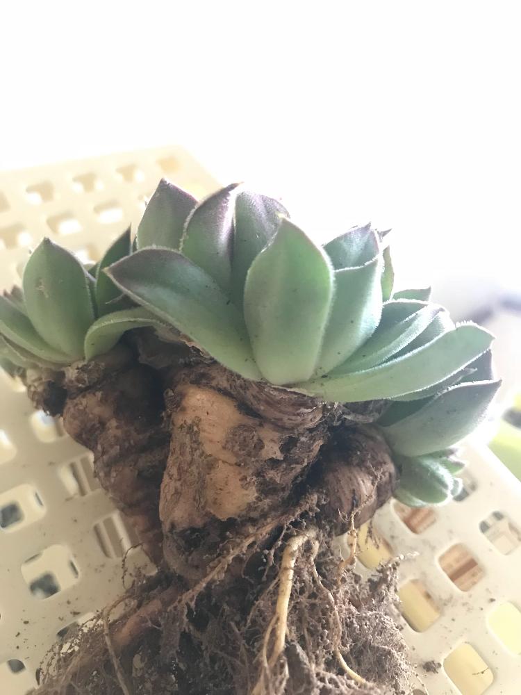 バルコニー/ベランダの画像 by うさぎのはなさん | バルコニー/ベランダと多肉植物とわが家の植物とセンペルビウム属と植中毒と多肉女子とタニラーと大きくなった子とわが家の多肉ちゃんとバルコニスト
